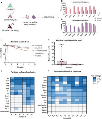 Hemocytes and fat body cells, the only professional immune cell types in Drosophila, show strikingly different responses to systemic infections